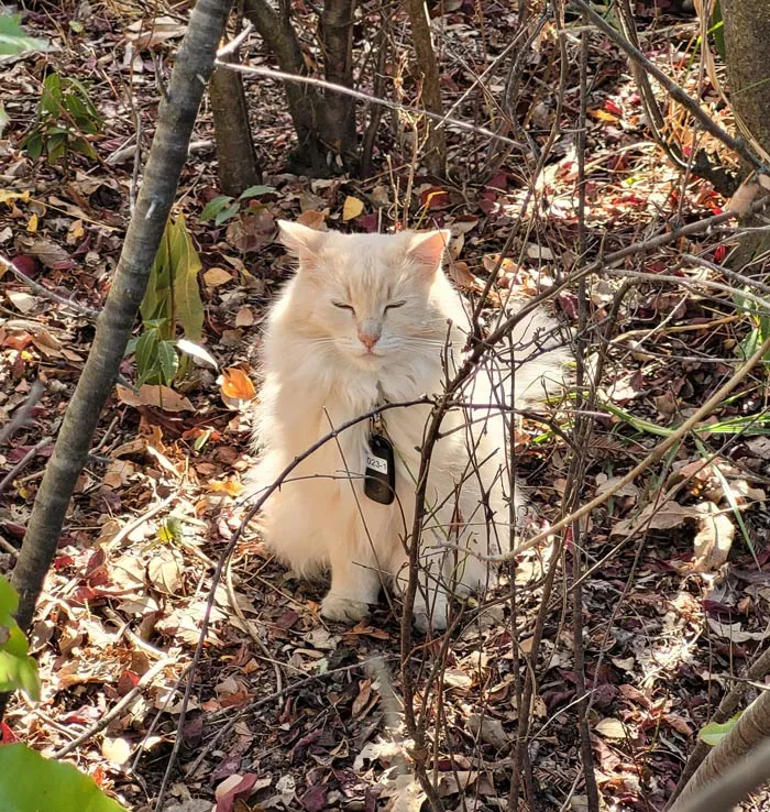 Oakland Zoo's Cats